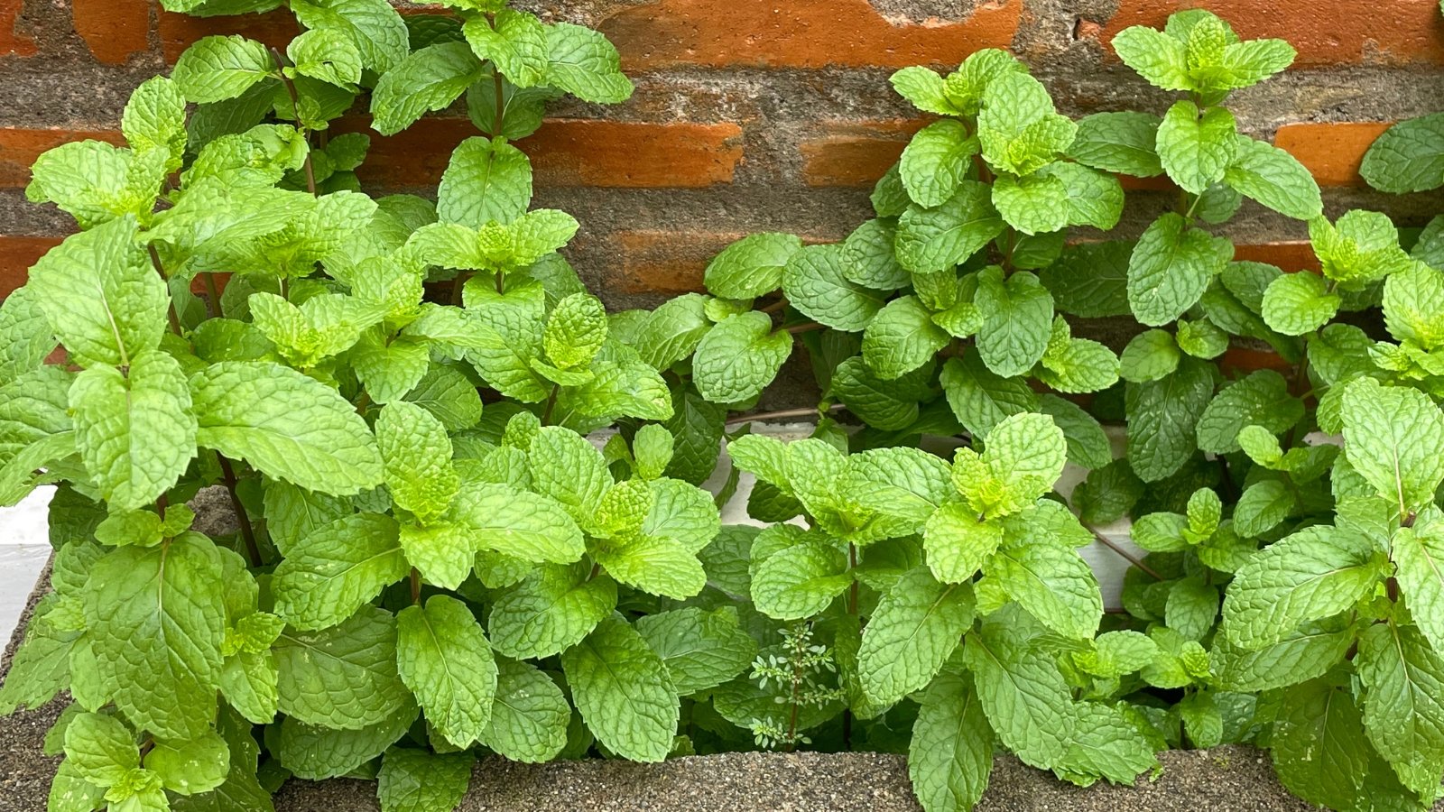 Close-up of Mint plants growing in a raised bed, exhibiting rounded, toothed leaves in bright green.