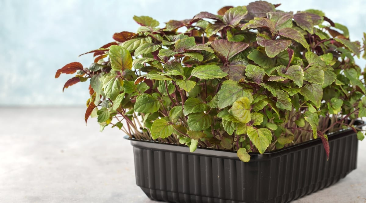 Close-up of Shiso microgreens in a black tray against a blue wall. Microgreens have heart-shaped leaves in a variety of colors including green, red and purple.