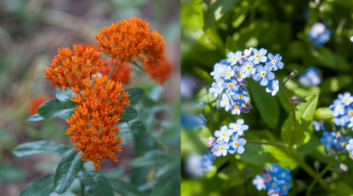 Two connected pictures of Milkweed and Forget-Me-Nots. Milkweed has beautiful clusters of many small bright orange star-shaped flowers and oval dark green leaves. Forget-Me-Nots has beautiful clusters of tiny simple five-petalled blue flowers with yellow centers.