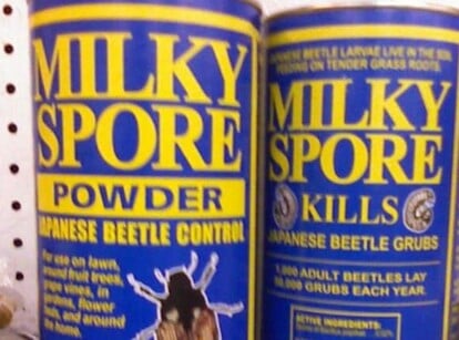 Milky spore powder