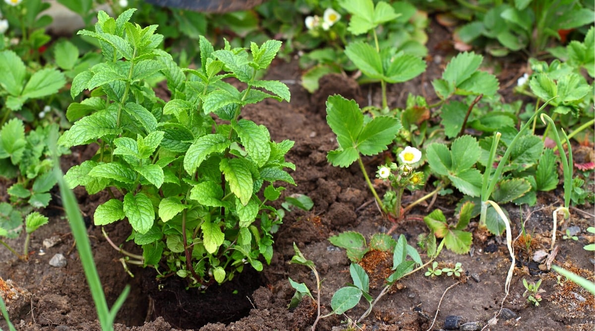 Close-up of growing Mint and Strawberries in the garden. Mint has upright stems covered with oval bright green leaves with serrated edges. The strawberry plant has triple bright green leaves consisting of oval leaflets with serrated edges. The Strawberry plant also has small white flowers with yellow centers.