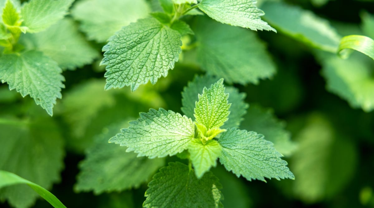 Close-up of a growing mint in the garden. Mint is a perennial herb with a spreading growth habit. Mint leaves are oval with a slightly hairy texture and serrated edges. They are pale green.