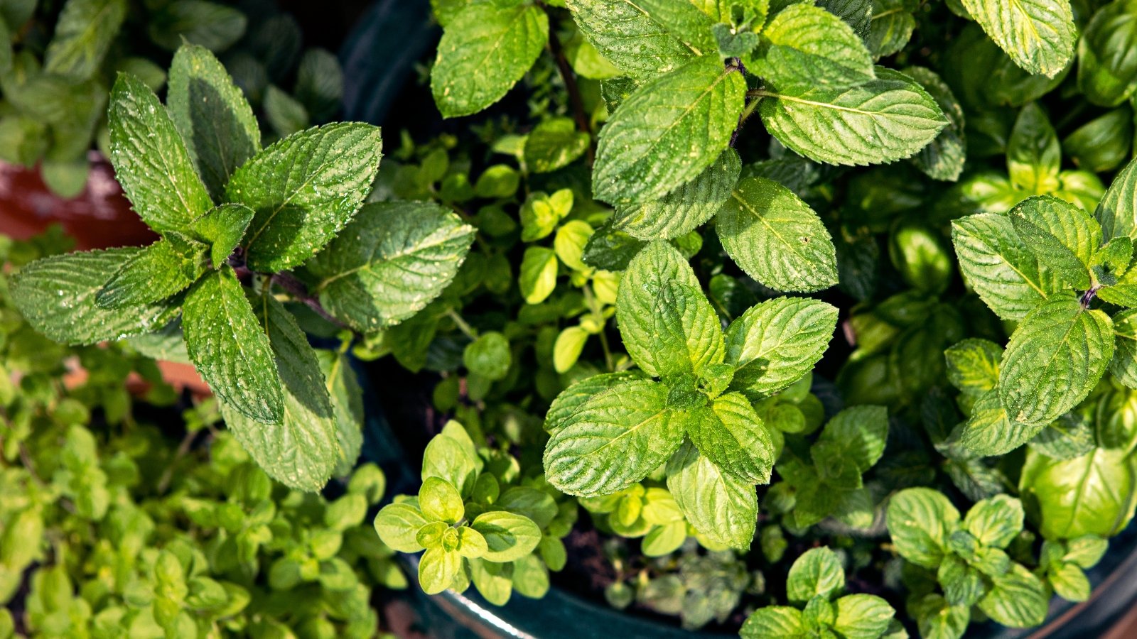 Mint and oregano, coexisting in a single container, exhibit contrasting foliage: mint's rounded, serrated leaves with a bright green color, alongside oregano's small, oval-shaped leaves with a darker green hue.