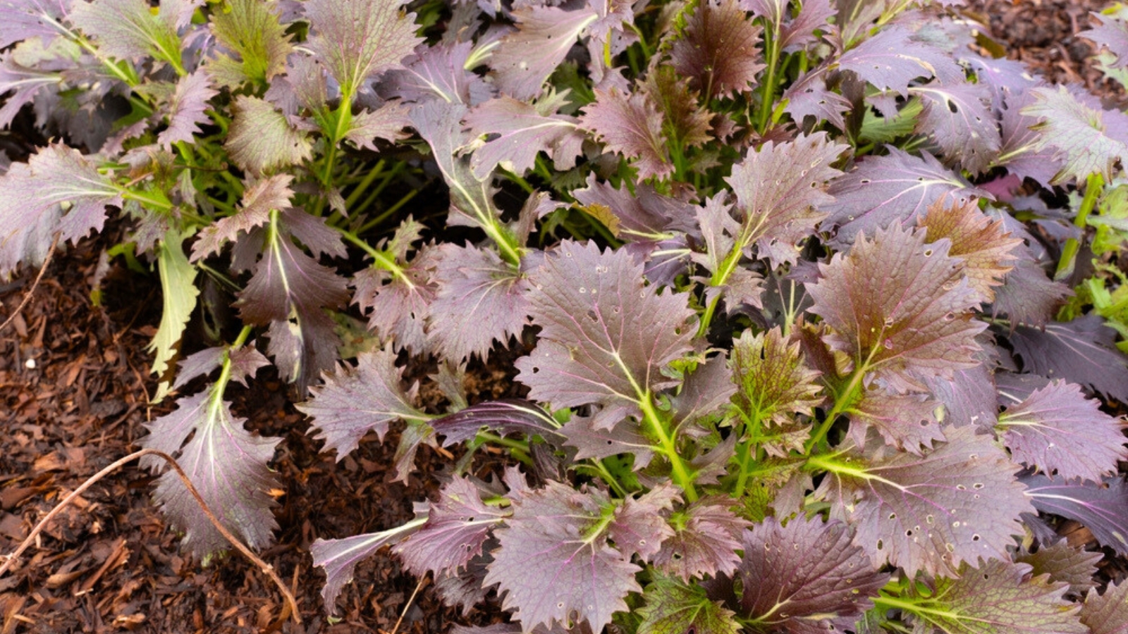 Close-up of Mizuna 'Red Baron' with feathery, serrated leaves in vibrant shades of deep red and dark green.