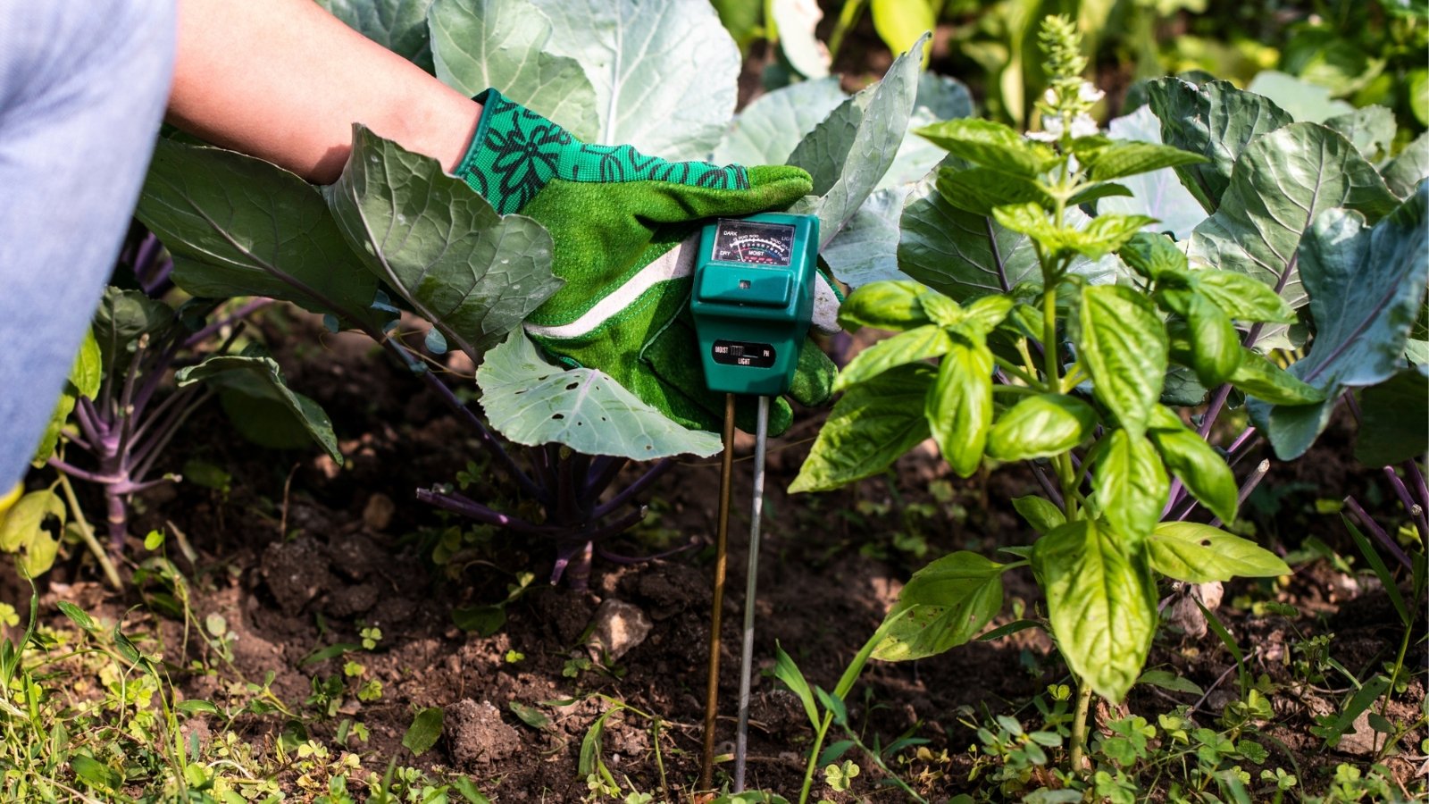A gardener checks soil moisture with a green tester, surrounded by vibrant plants, ensuring optimal hydration for the lush greenery in the garden bed.