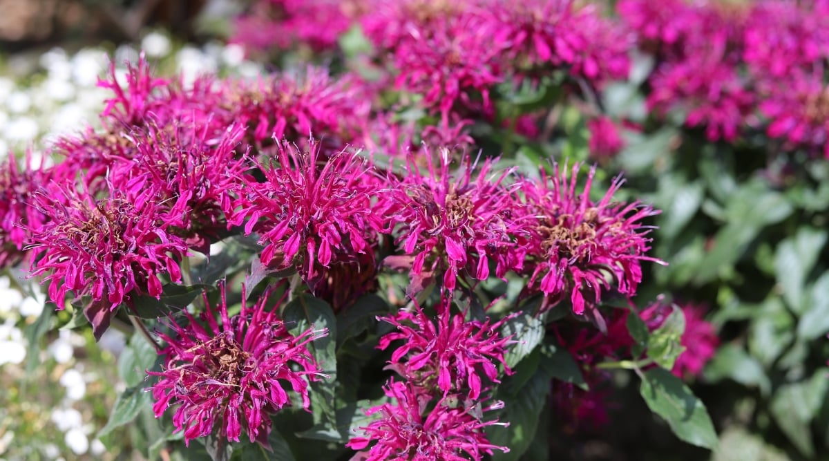 Field of bright pink flowers. Each flower has tons of tiny tube shaped petals that resemble a spiky pin cushion.