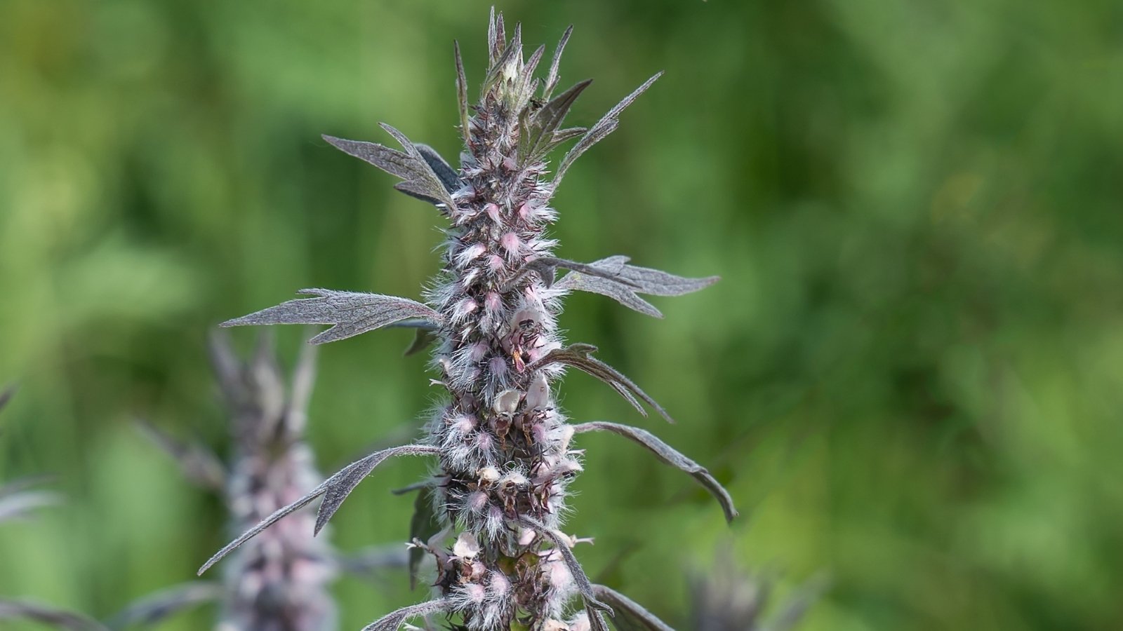 A close-up of small, fuzzy white motherwort flowers surrounded by dark leaves, against a blurred green backdrop, showcasing intricate botanical details in a natural setting.