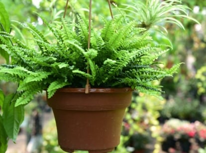move houseplants outside. The Boston Fern in a hanging pot in the garden, displays cascading fronds with feathery, bright green foliage, creating an elegant and lush appearance.