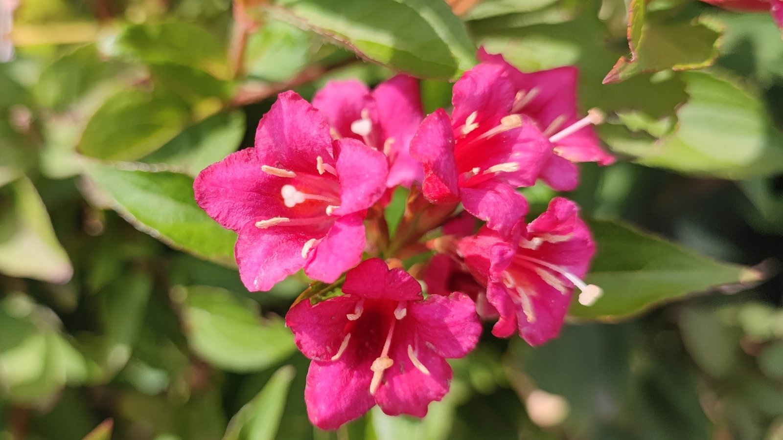 A close-up of vibrant pink ‘Sonic Bloom Wine' weigela flowers illuminated by sunlight, with blurred leaves in the background, showcasing nature's delicate beauty in full bloom.
