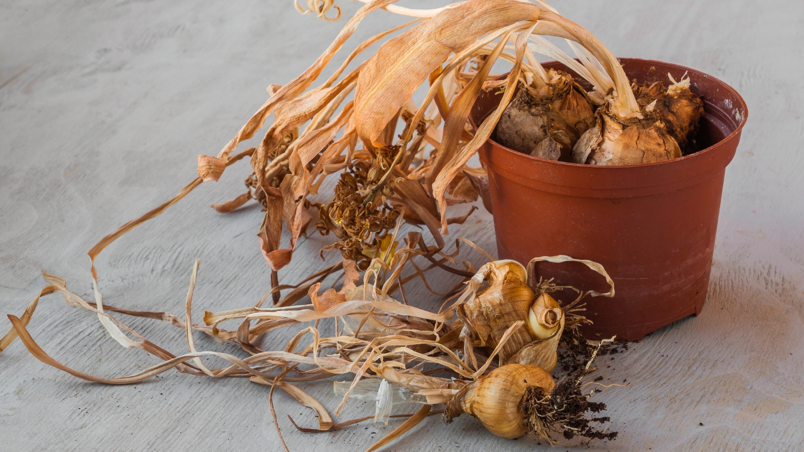 Close-up of Narcissus bulbs after flowering in a brown plastic pot on a wooden surface. The stems, previously adorned with cheerful blooms, become brown and brittle, while the leaves lose their color and texture, appearing desiccated and papery. Amidst this fading foliage, the bulbs themselves retain their firmness, covered in papery outer layers.