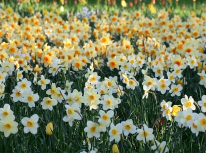 A close-up of a daffodil field, showcasing vibrant blooms with white outer petals and sunny yellow centers, radiating warmth. The slender, green stems gracefully support each blossom, swaying gently in the breeze. Lush, emerald leaves provide a verdant backdrop, completing the picturesque scene.