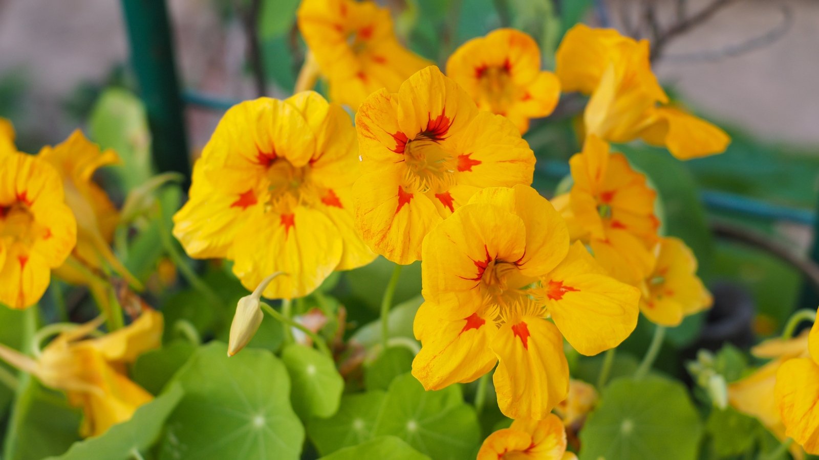 Yellow nasturtium blossoms stand out, their delicate petals catching sunlight, against a backdrop of lush, blurred foliage, adding depth and contrast to the floral scene.