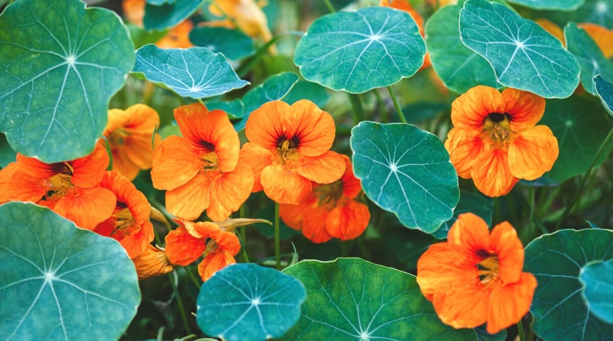 A vibrant display of Nasturtium plants, featuring striking orange flowers with delicate petals. Surrounding the blossoms are lush green leaves, forming a harmonious contrast and adding to the overall beauty of the botanical composition.