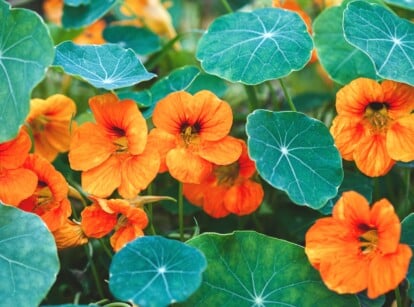 A vibrant display of Nasturtium plants, featuring striking orange flowers with delicate petals. Surrounding the blossoms are lush green leaves, forming a harmonious contrast and adding to the overall beauty of the botanical composition.