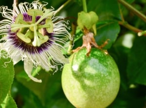 native edible plants. Close-up of a flowering Purple Passionflower plant, Passiflora incarnata, in a garden. Its palmate leaves, dark green and deeply lobed, serve as a backdrop for the stunning flowers. Each bloom boasts radial arrays of filaments surrounding a central fringed corona, exhibiting shades of purple and lavender, accented with delicate streaks and spots of contrasting hues. The fruit features a smooth, tough rind of green color.