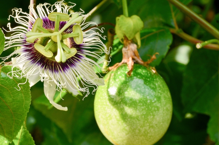 native edible plants. Close-up of a flowering Purple Passionflower plant, Passiflora incarnata, in a garden. Its palmate leaves, dark green and deeply lobed, serve as a backdrop for the stunning flowers. Each bloom boasts radial arrays of filaments surrounding a central fringed corona, exhibiting shades of purple and lavender, accented with delicate streaks and spots of contrasting hues. The fruit features a smooth, tough rind of green color.