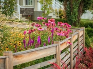 native plant landscaping. A garden scene featuring a blend of native and non-native plants, including Berberis bushes, Echinacea purpurea, Blazing stars, and Rudbeckia hirta flowering plants, with a Quercus pyrenaica tree and Ornamental Grass set against a low wooden fence, all set against a blurred backdrop of the house.
