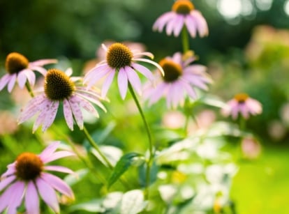 native plants spring. Close-up of a flowering Echinacea purpurea plant in a spring sunny garden. Echinacea purpurea, commonly known as Purple Coneflower, boasts striking daisy-like flowers with prominent, raised centers surrounded by vivid, purple petals that gracefully reflex downward.