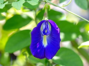 Close-up of a blooming Blue Butterfly Pea - one of the natural plant dyes. The Blue Butterfly Pea (Clitoria ternatea) is a striking vine with delicate foliage and mesmerizing flowers. Its slender stems bear compound leaves consisting of three ovate leaflets. The flowers, reminiscent of butterfly wings, are a vibrant sky-blue color with a distinctive shape and intricate patterns.