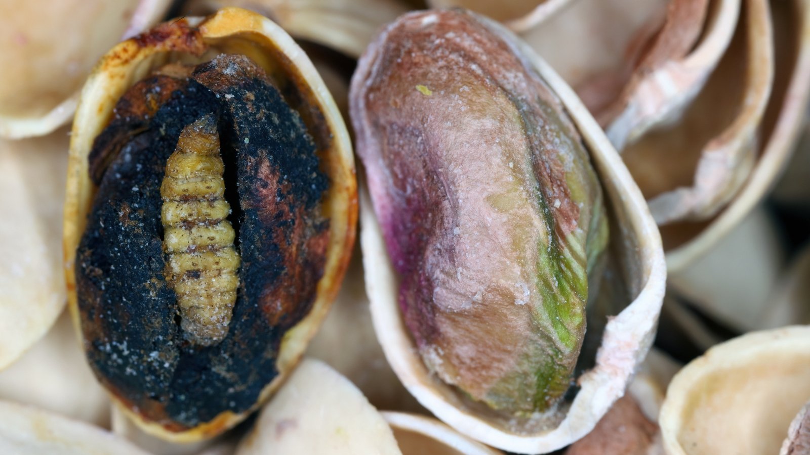 Close up of a pistachio nut that has been opened up to reveal its rotten seed inside that has a small, yellow worm burrowed into it.