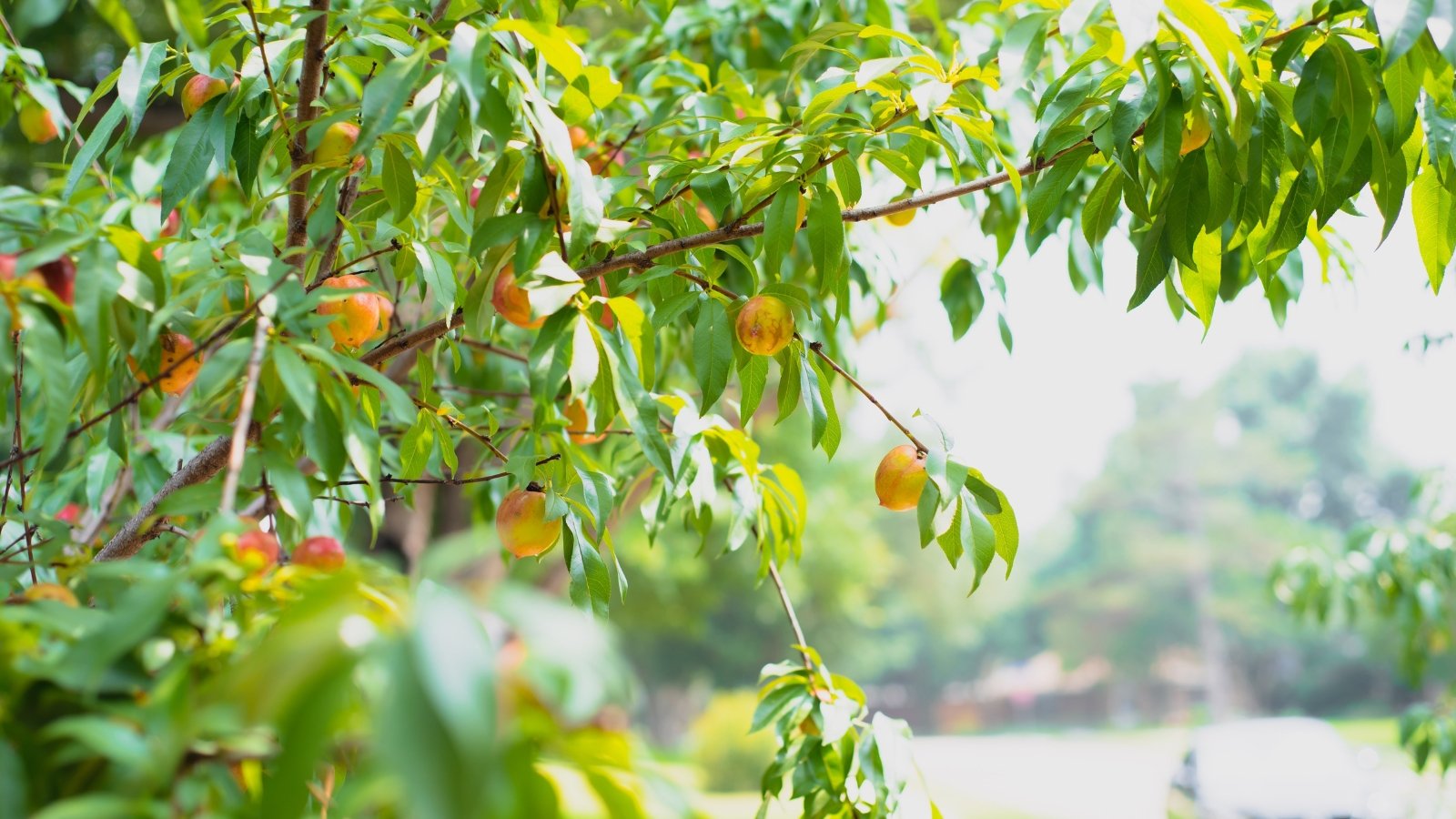 The nectarine tree in the sunny garden displays vibrant, smooth-skinned nectarines nestled among its glossy green leaves, with the fruits' red and yellow hues glowing in the sunlight.