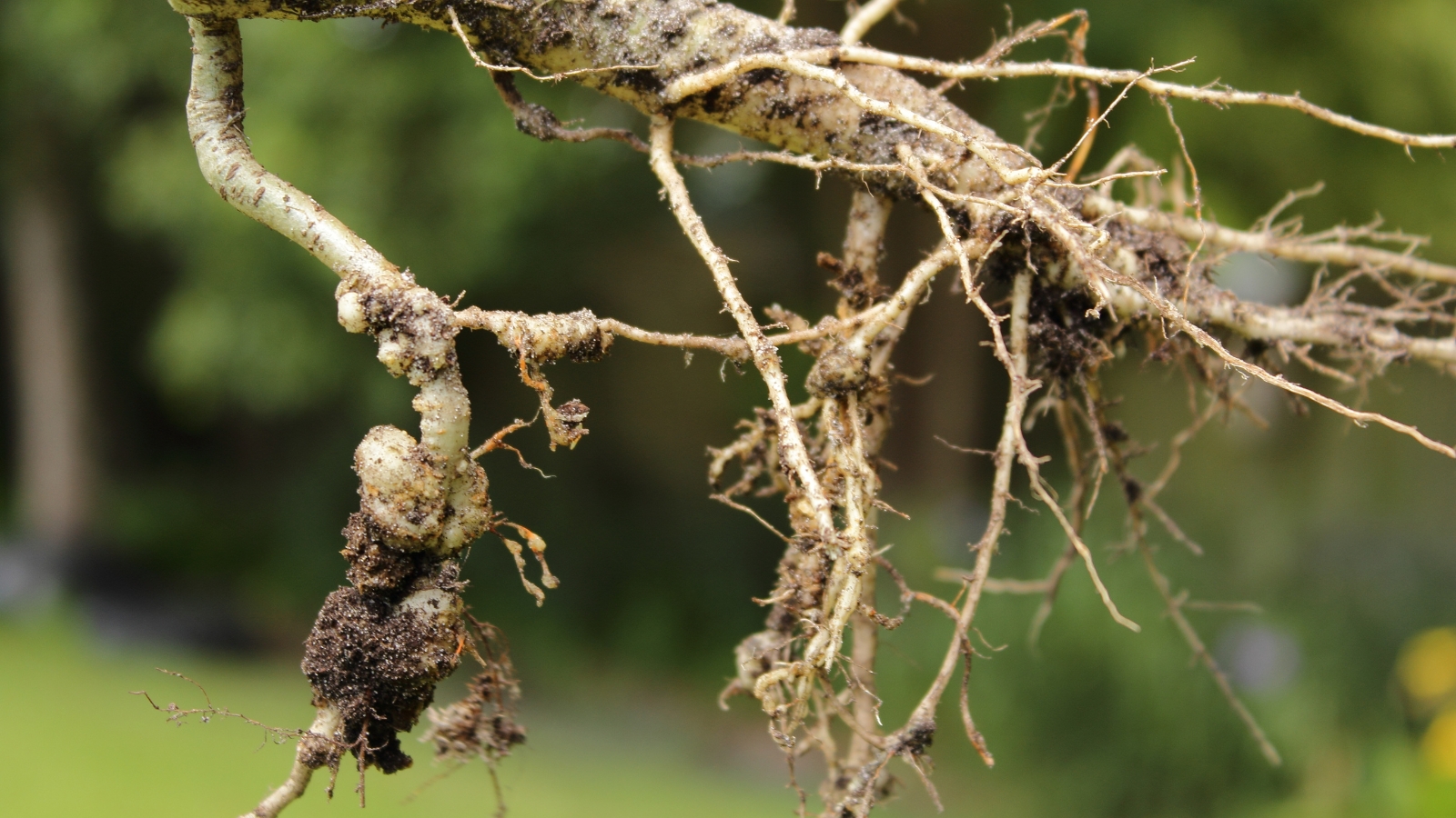 A close-up of fig roots reveals entwined tendrils hosting root-knot nematodes, their slender bodies intertwining amidst the fibrous network. In the blurred backdrop, lush greenery hints at the vitality of the ecosystem, a symbiotic dance of growth and predation.