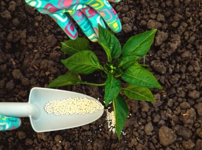Close-up of a gardener's hands pouring nitrogen-containing granular fertilizer onto a growing pepper seedling in the garden, top view. Pepper plant is characterized by an upright stem with lush foliage consisting of broad, lance-shaped leaves with smooth edges. The leaves grow alternately along sturdy stems and have a deep green color. The gardener is wearing blue gloves with a colored pattern. A gardener applies white granular fertilizer using a garden trowel.
