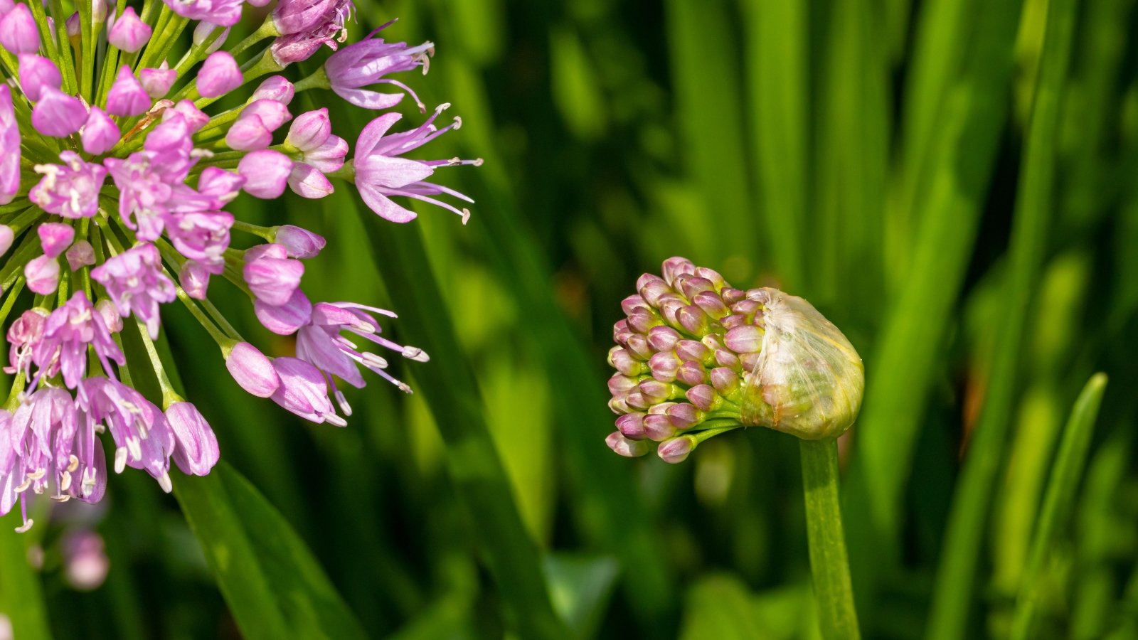 A close-up of vibrant purple nodding onions, bathed in sunlight. Nearby, budding nodding onions promise future blooms. slender foliage creates a soft blur, accentuating the vivid hues of the blossoming clusters.