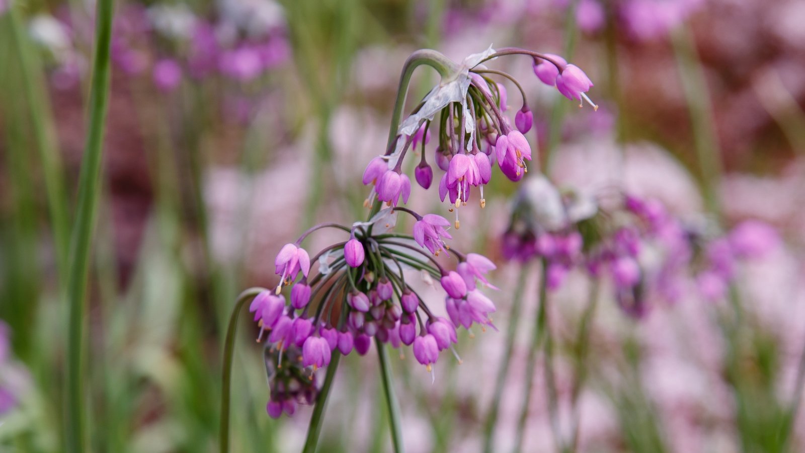 Purple nodding onion flowers gracefully droop, their delicate petals capturing the essence of nature's poetry.  a symphony of these blossoms dances, a testament to the beauty of the natural world.