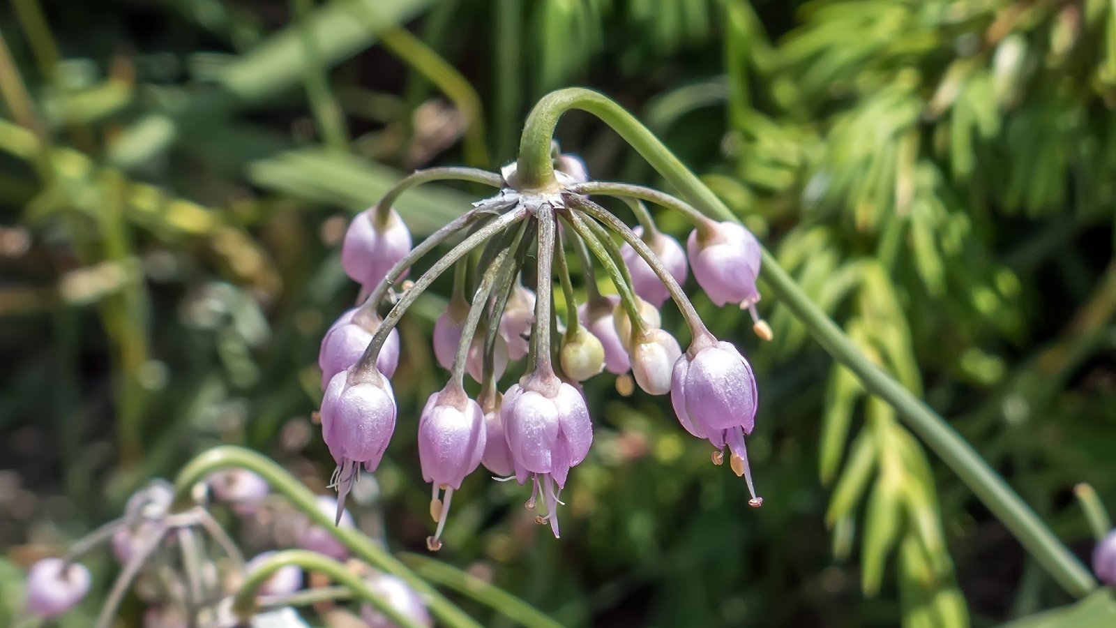 A cluster of purple nodding onion flowers gracefully bowing downward, accentuating their delicate petals. lush green plants create a serene backdrop, enhancing the beauty of the floral display.