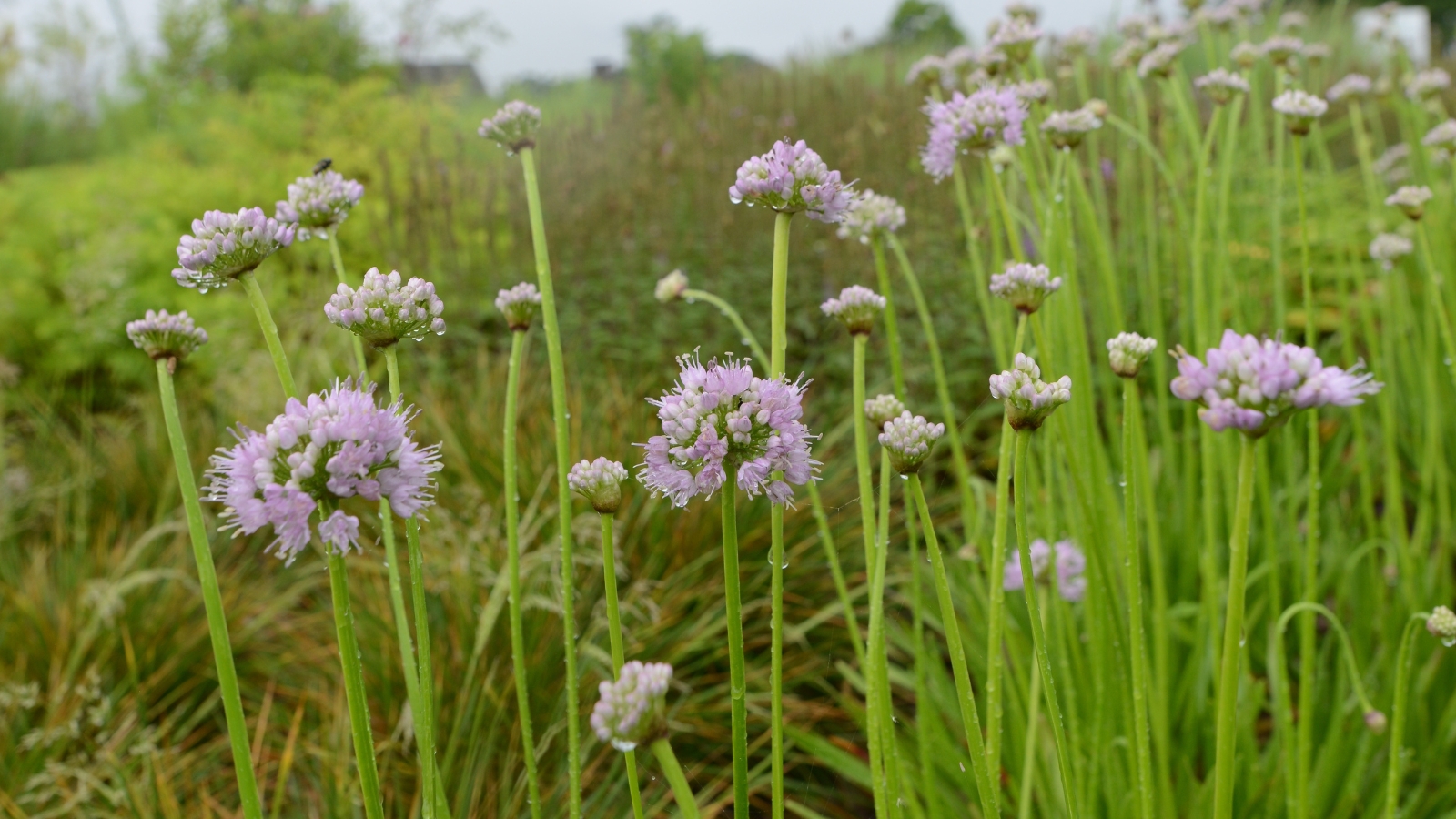 Tall nodding onion stems rise gracefully, crowned with purple flowers, adding a regal touch to the garden. In the blurred backdrop, lush greenery creates a serene atmosphere, enhancing the beauty of the floral display.