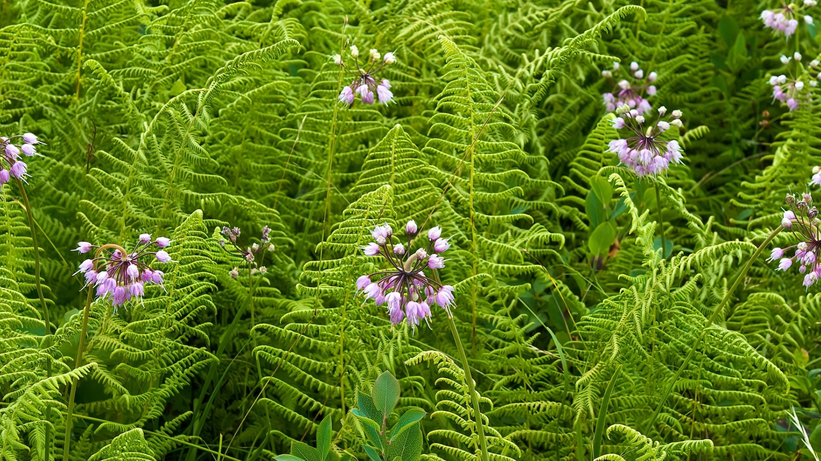 Clusters of slender purple nodding onion flowers rise gracefully, their delicate stems reaching skyward. Among them, verdant feathery leaves proudly stand, adding a lush contrast to the vibrant blossoms in this natural tableau.