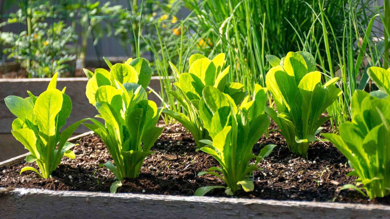 Lush Brussels sprouts, nestled amidst verdant foliage, thrive in rich brown soil within a wooden planter box; beyond, an array of vibrant green vegetables flourish.