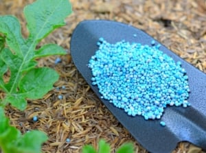 NPK fertilizer. Close-up of a garden trowel filled with NPK fertilizer next to a watermelon plant. Fertilizers are granular and have blue ball-shaped granules.