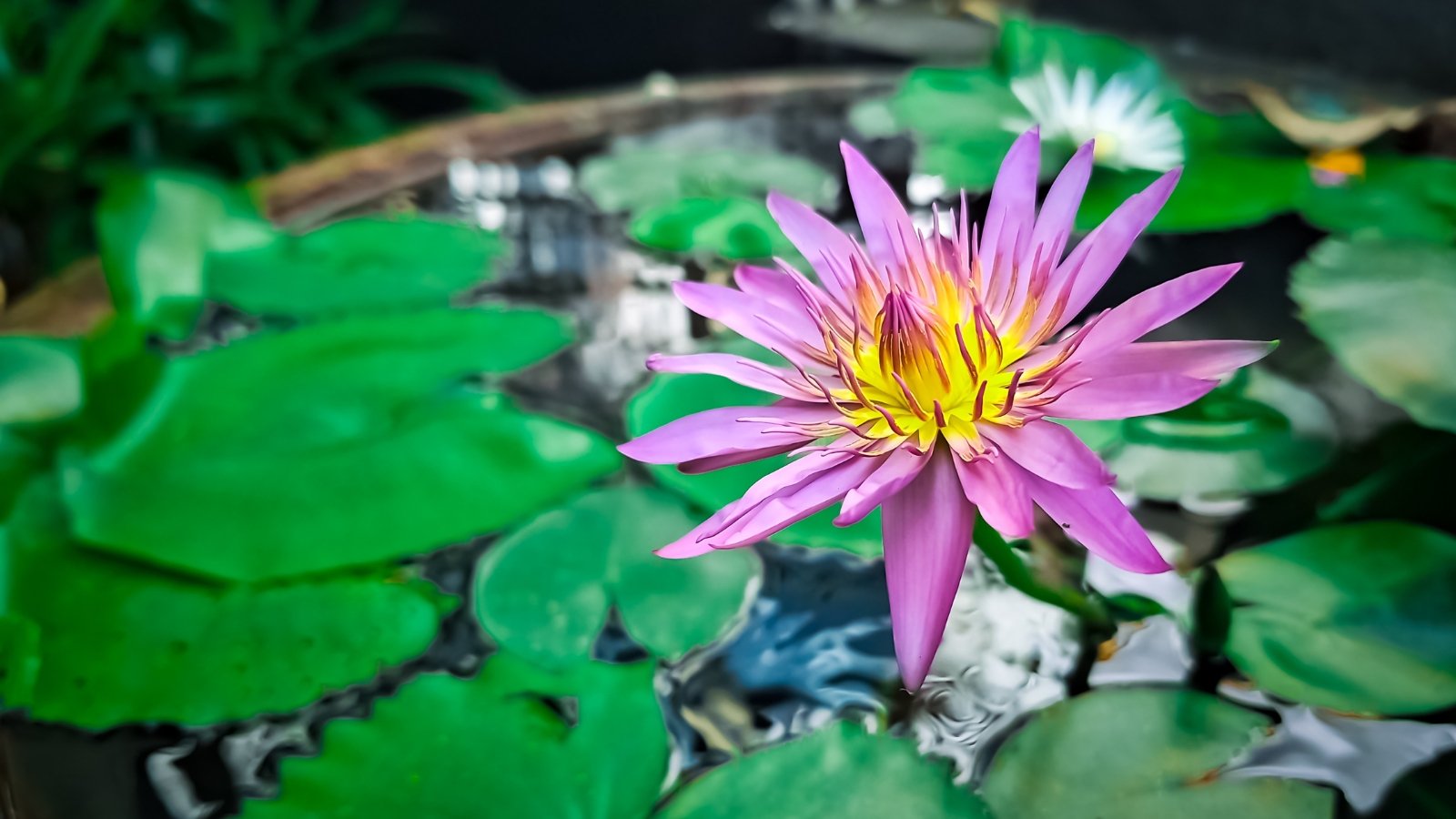 Nymphaea showcases round, floating leaves and elegant flower consisting of several layers of soft lavender petals with pointed tips, gathering in the center with a gradient yellow hue.