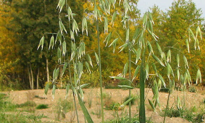 Oat seed heads