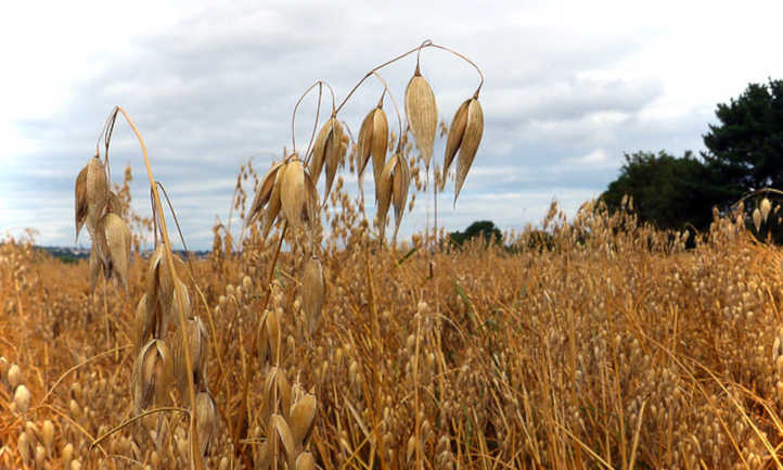 Oats just before harvest