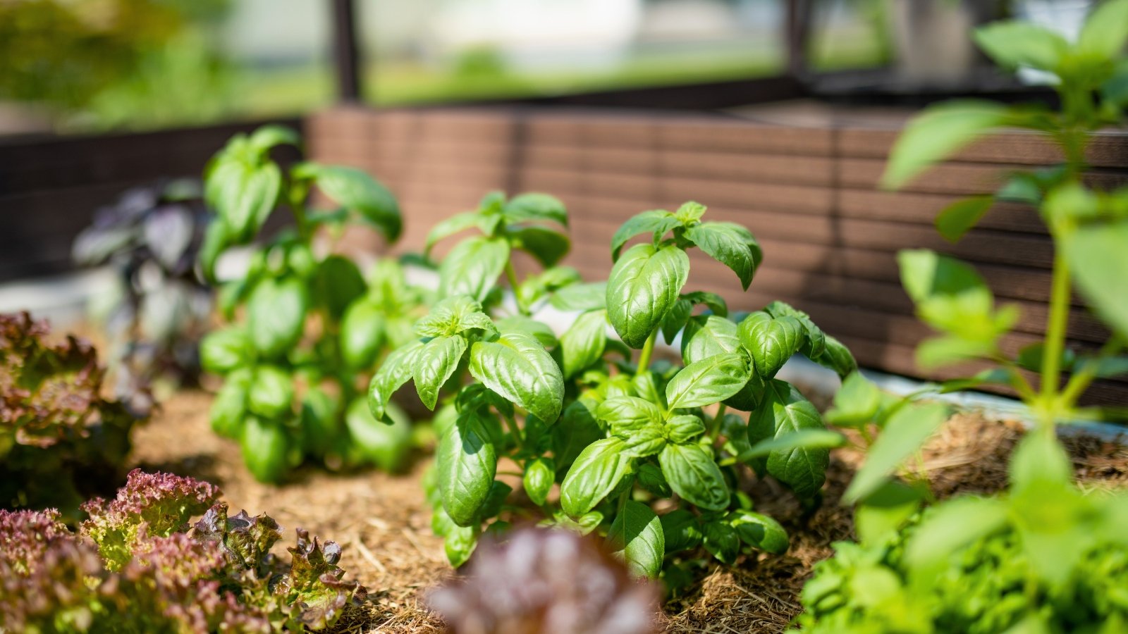 Basil growing on a wooden raised bed displays large, glossy green leaves on upright, sturdy stems.