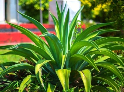 A close-up of the Octopus Agave plant, showcasing its unique leaves with curled edges and spiky tips. The vibrant green foliage creates a striking contrast against the background of lush greenery and the facade of a sunlit house.