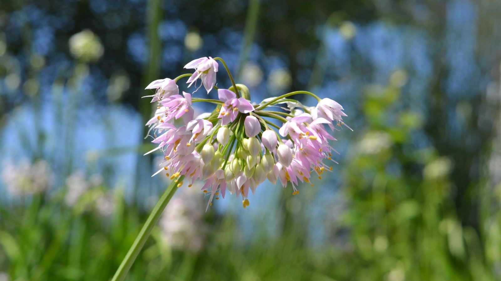 A bunch of purple nodding onion flowers, their delicate petals gracefully basking in the warm sunlight, emanating a sense of tranquility. Behind them, a softly blurred backdrop reveals lush greenery, enhancing the serene atmosphere of the scene.