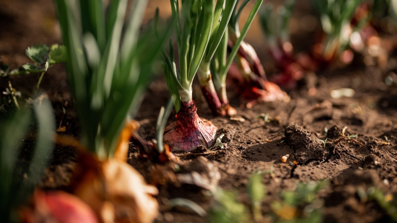 A close-up of onion bulb tips nestled in earthy brown soil; each tip promising the potential of future harvests. The bulbs, tinged with a hint of reddish hue, stand out amidst the soil. Verdant leaves reach upwards, seeking light in the dim surroundings.