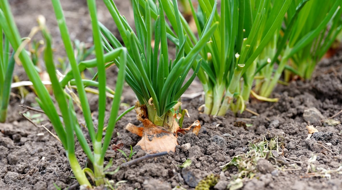 Close-up of a growing onion in the garden. The plant has long thin leaves that grow in a rosette form from the base of the plant. The leaves are green and hollow. The plant produces edible round or oval bulbs that grow underground. The bulbs are covered with many layers of orange husks.