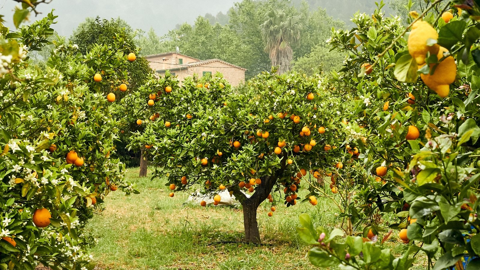 The orange and lemon trees in the orchard exhibit sturdy, lush green branches laden with glossy, dark green leaves and vibrant fruits in shades of orange and yellow.