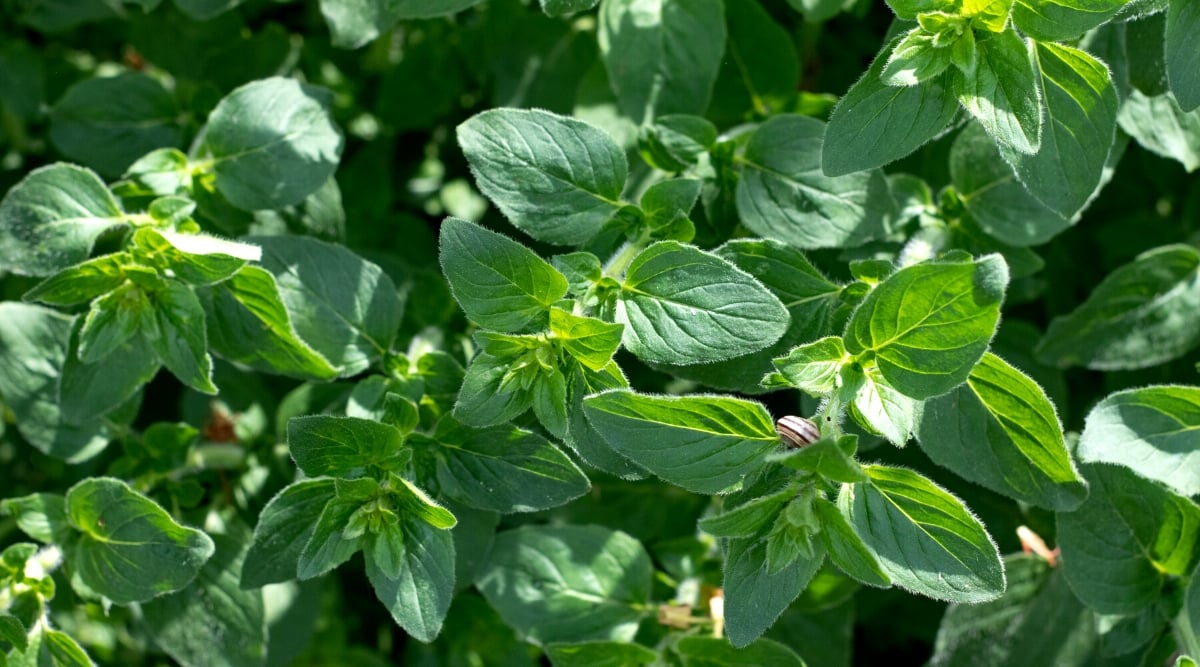 Close-up of an oregano growing in a sunny garden. The plant has small, dark green, oval-shaped leaves with a slightly hairy texture. They grow opposite each other along the stems.