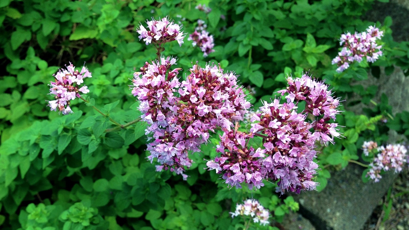 Purple oregano blossoms float elegantly over the dense green foliage, a striking contrast of color and texture in the garden's tapestry, beckoning with their delicate allure.