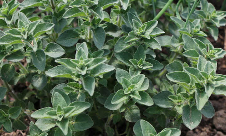 Oregano plant