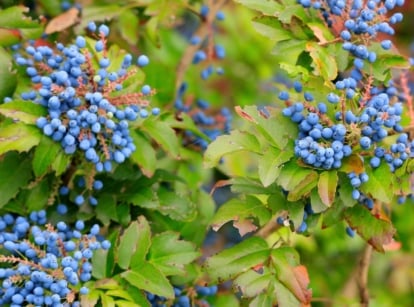 Oregon growing zones. A close-up of a large Berberis aquifolium bush that showcases glossy, holly-like leaves and clusters of small, bright blue berries, adding a splash of color to its dense foliage.