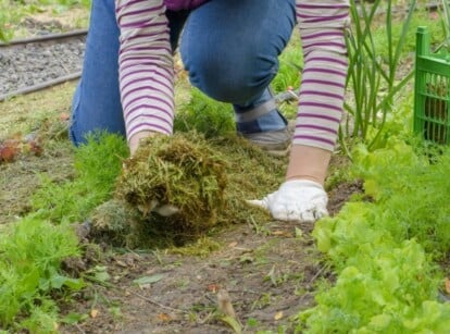 Organic Mulches for Vegetable Gardens