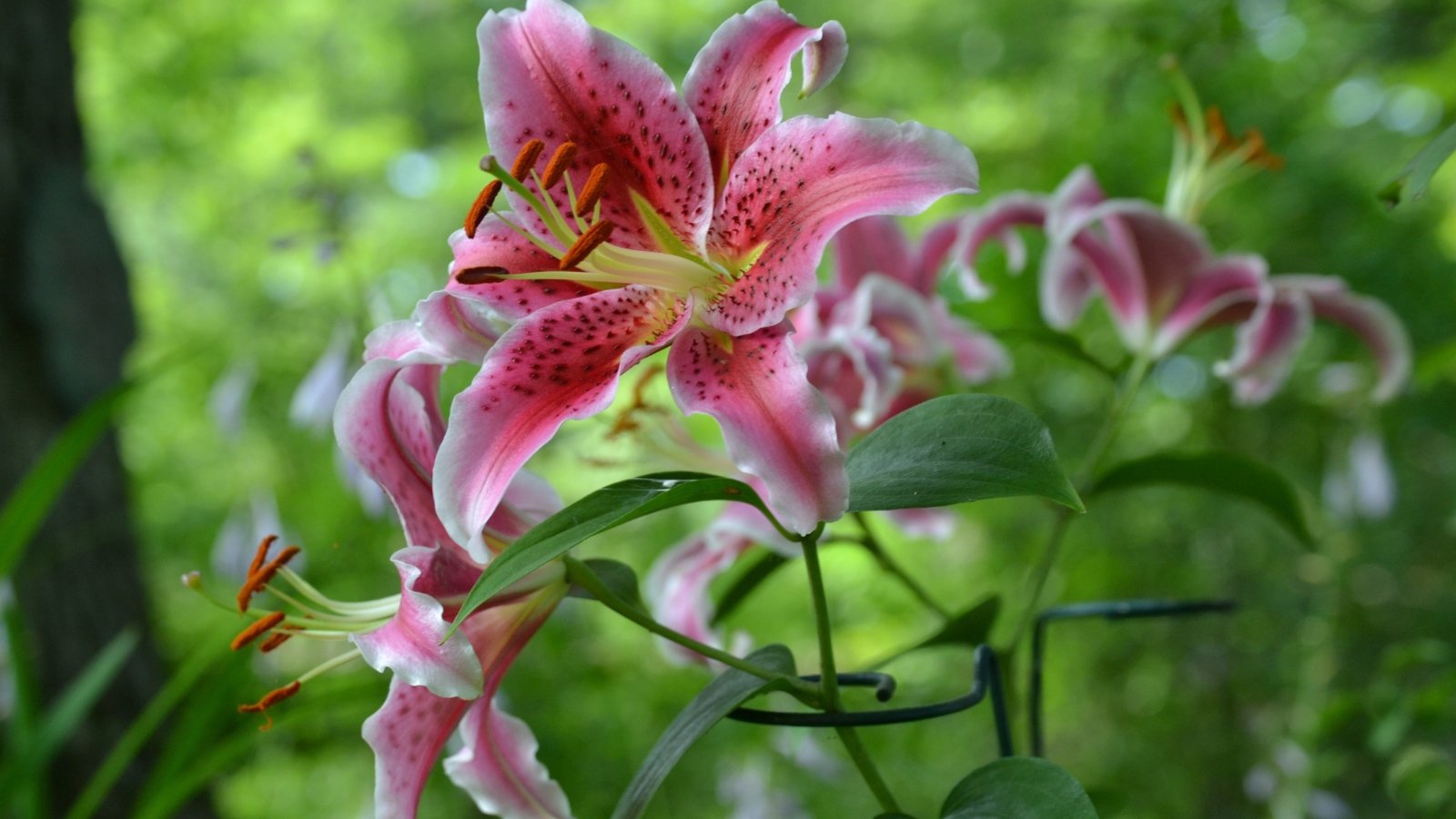 Oriental lilies 'Stargazer' present tall, erect stems and lance-shaped leaves, producing large, star-shaped flowers with prominent stamens, in shades of pink with speckles.
