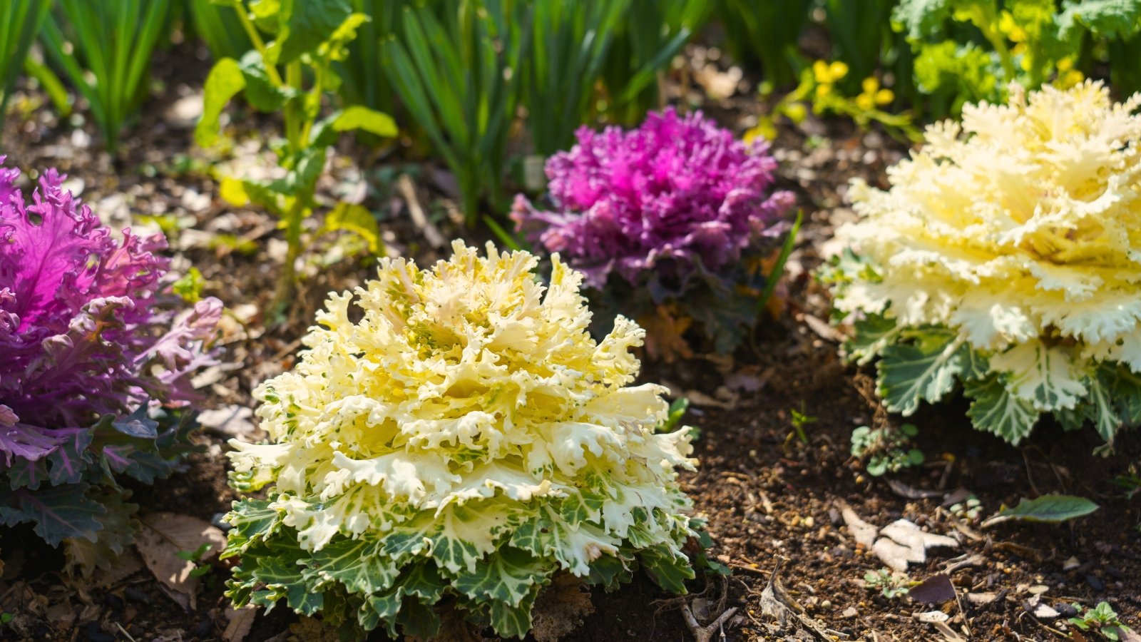 ornamental vegetables. Close-up of Ornamental cabbages in a garden bed, featuring large, rosette-shaped leaves in shades of purple, pink, green, and white.